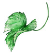 watercolor green  leaf grapes