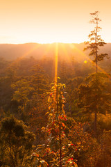 Poster - Scenery autumn forest on the mountains at sunrise.