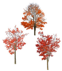 Canvas Print - bright red three autumn maples cutout on white