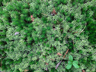 Natural green moss in the forest