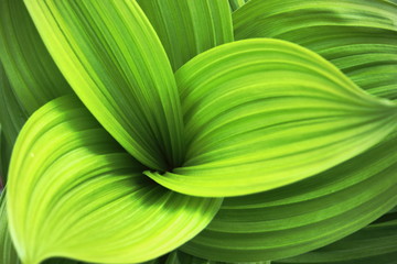 young plants in spring