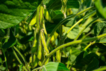 Canvas Print - green leaves and beans of young soybeans in the field