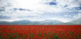 Fototapeta Kwiaty - Field of red poppy flowers near mountains. Banner design