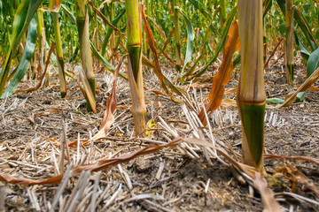 Canvas Print - straw in the aisle of corn in the field