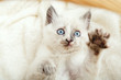 Cute white kitten with blue eyes and spotted nose lies play on white fluffy blanket. Newborn kitten Baby cat Kid domestic animal. Kitten shows paw