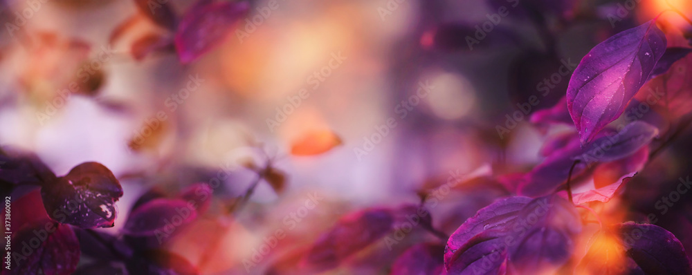 Autumn natural background with blue, purple, lilac, red leaves, fall bright landscape, banner, place for text - obrazy, fototapety, plakaty 