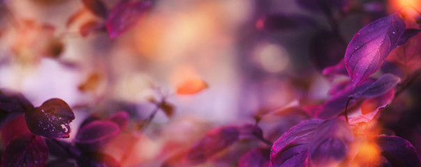 Autumn natural background with blue, purple, lilac, red leaves, fall bright landscape, banner, place for text