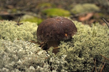 mushroom in the grass