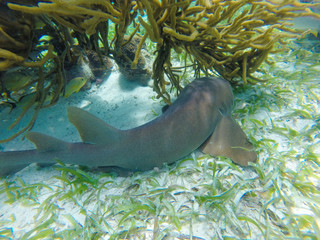 Poster - Beautiful shot of a fish and the underwater world