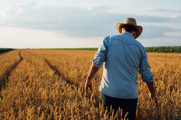 Wall Mural - farmer walking trough wheat field