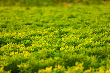 Wall Mural - green Ground Nuts agriculture Field