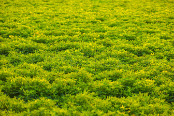 Wall Mural - green Ground Nuts agriculture Field