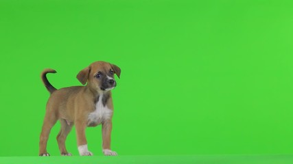 Sticker - Brown puppy reads text on a green screen.