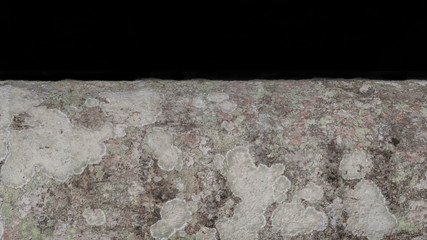 Tropical Texture:  tree bark detail isolated on black background