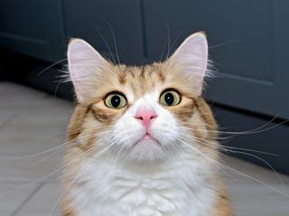 Wall Mural - Portrait of a young red and white cat. A beautiful purebred cat looks into the camera. Close-up portrait of a domestic cat