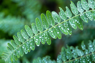 Agasta leaves or Sesban or Vegetable Humming bird or Humming bird tree, lowkey