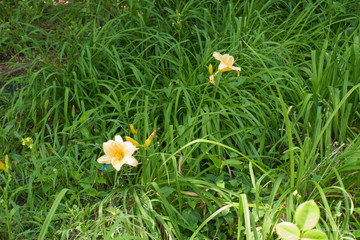 2 beige flowers of Hemerocallis fulva in July