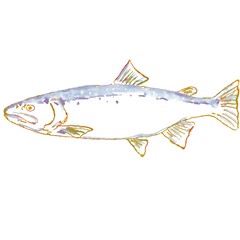 Wall Mural - Bull Trout or Salvelinus confluentus Watercolor Illustration