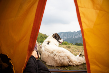 camping in mountains with a dog