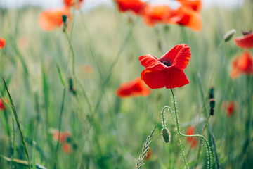 Close up of bright red poppy flowers. Summer time. Background with copy space. Blooming poppies garden. Colorful meadow