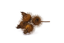 Closeup On Dry Burdock Seed Head Or Burr On White Background