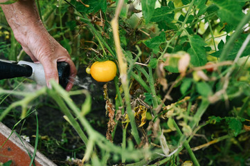 Elderly senior hands watering plants with hose in garden greenhouse. Drops of water on unripe tomatoes. Farming, gardening, agriculture, old age people. Farmer growing organic vegetables on farm