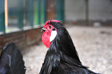 Canvas Print - Closeup portrait of a black rooster