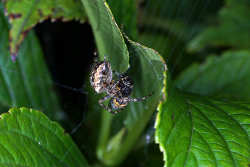 Sticker - Closeup shot of two spiders on a web near leaves