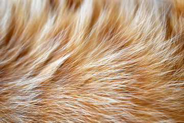 Sticker - Ginger cat fur texture background.