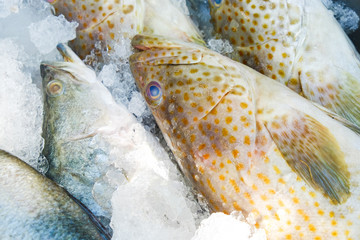 Wall Mural - Fresh seafood seabass and grouper fish sell on ice