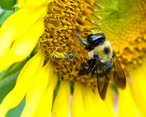 bee on flower