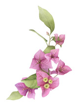 A Pink Bougainvillaea Arrangement Hand Painted In Watercolor Isolated On A White Background. Watercolor Floral Illustration. Watercolor Bougainvillea.