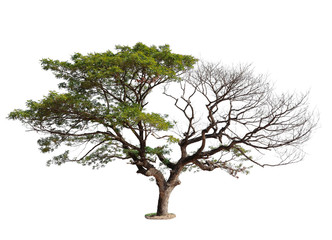 Wall Mural - lonely tree, dead tree on one side and living tree on the different side with clipping path isolated