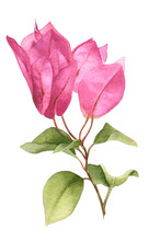 A Pink Bougainvillaea Branch Hand Painted In Watercolor Isolated On A White Background. Watercolor Floral Illustration. Watercolor Bougainvillea.