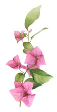 A Pink Bougainvillaea Branch Hand Painted In Watercolor Isolated On A White Background. Watercolor Floral Illustration. Watercolor Bougainvillea.