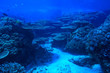 © kichigin19 - under water ocean / landscape underwater world, scene blue idyll nature
