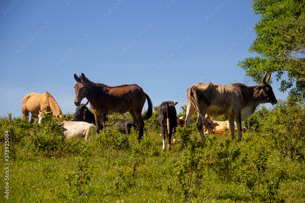 Ganado pastando en el campo vacas y caballos becerros ganadería monte