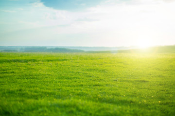 Spring fresh bright green grass at sunset on a warm sunny day. Green grass background texture.