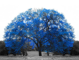 Wall Mural - Big blue tree in black and white landscape scene in Central Park, New York City