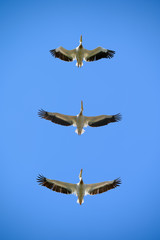 Wall Mural - Pelicans flying right above in the blue sky