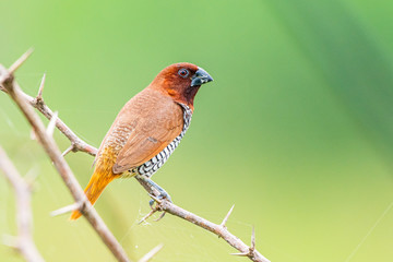 Wall Mural - scally breasted munia 