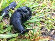 Black Snail On A Leaf