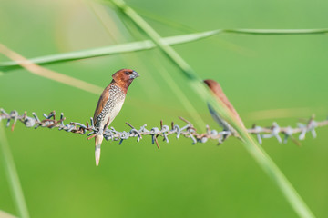 Wall Mural - scally breasted munia