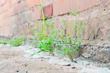 Plant Is Growing Between Crack Concrete Hope, Start Or Life. Selective Focus