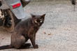 stray black cat sit on ground