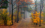 Fototapeta Las - leaf fall. The forest is shrouded in morning fog. The leaves are colored with autumn colors.