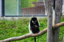 Black-and-white Colobus Monkey At A Zoo 
