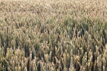 wheat, rye,barley and oats