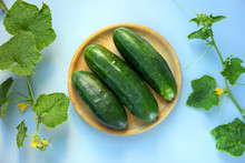 Wooden Plate With Fresh Cucumbers And Young Plants Cucumber With Yellow Flowers. Nature Background. Healthy Nutrition Concept. Flat Lay.