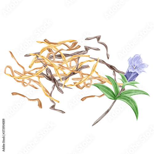 竜胆 リュウタン 漢方薬の生薬水彩イラスト Stock Vector Adobe Stock